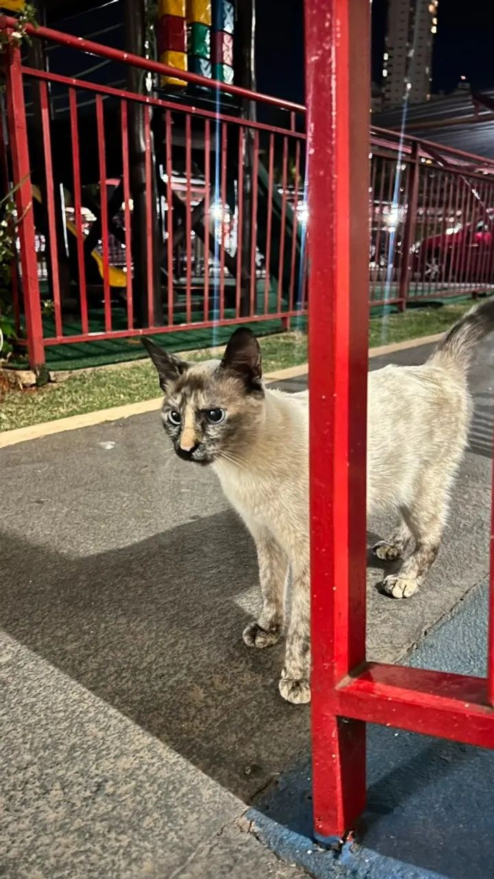 Gatinha superdócil. - Foto 3
