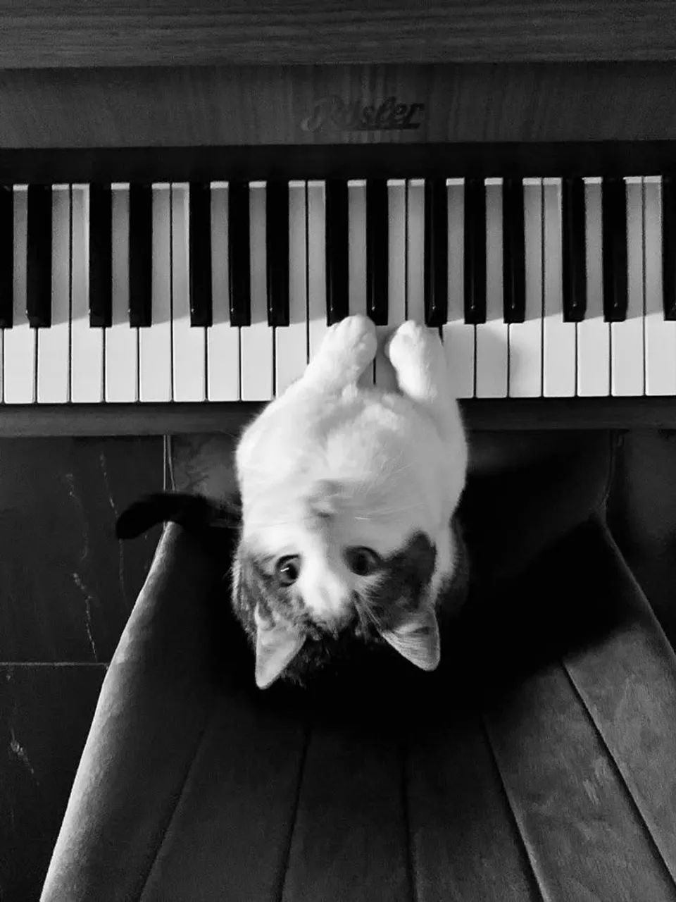 aprenda piano/teclado ou seu dinheiro de volta 