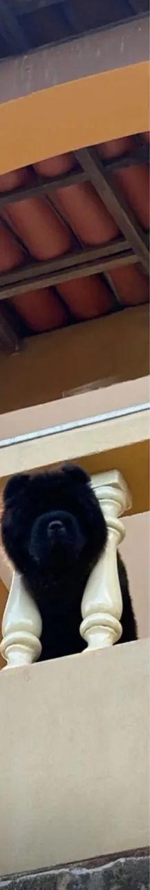 Adoção Responsável  - Foto 3
