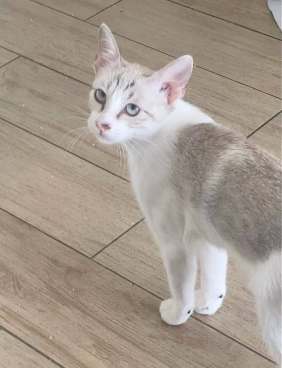 Doação Responsável Gatinha 5 meses