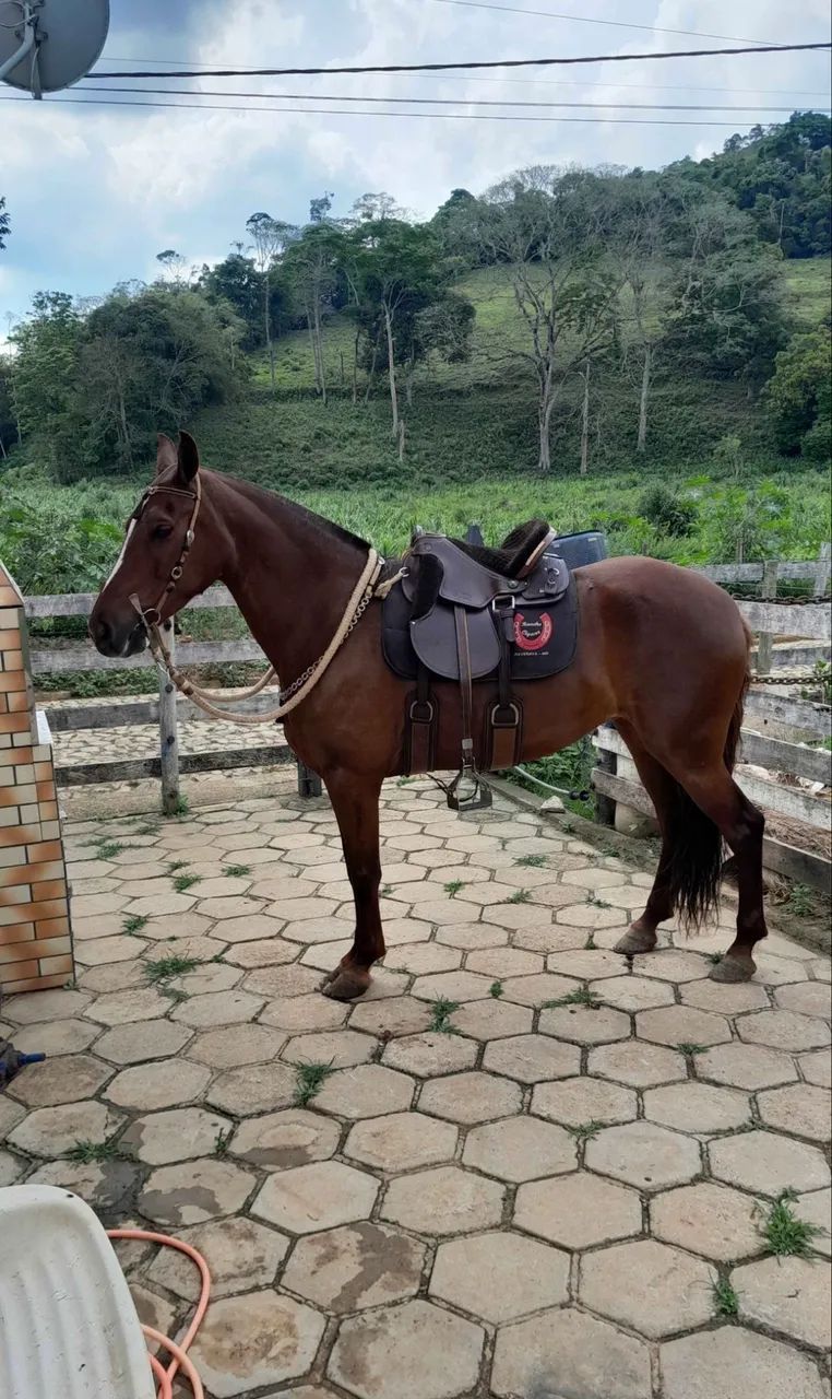 Égua Alazã  - Foto 2