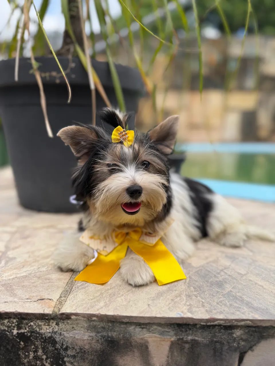 Filhotes Biewer Terrier 