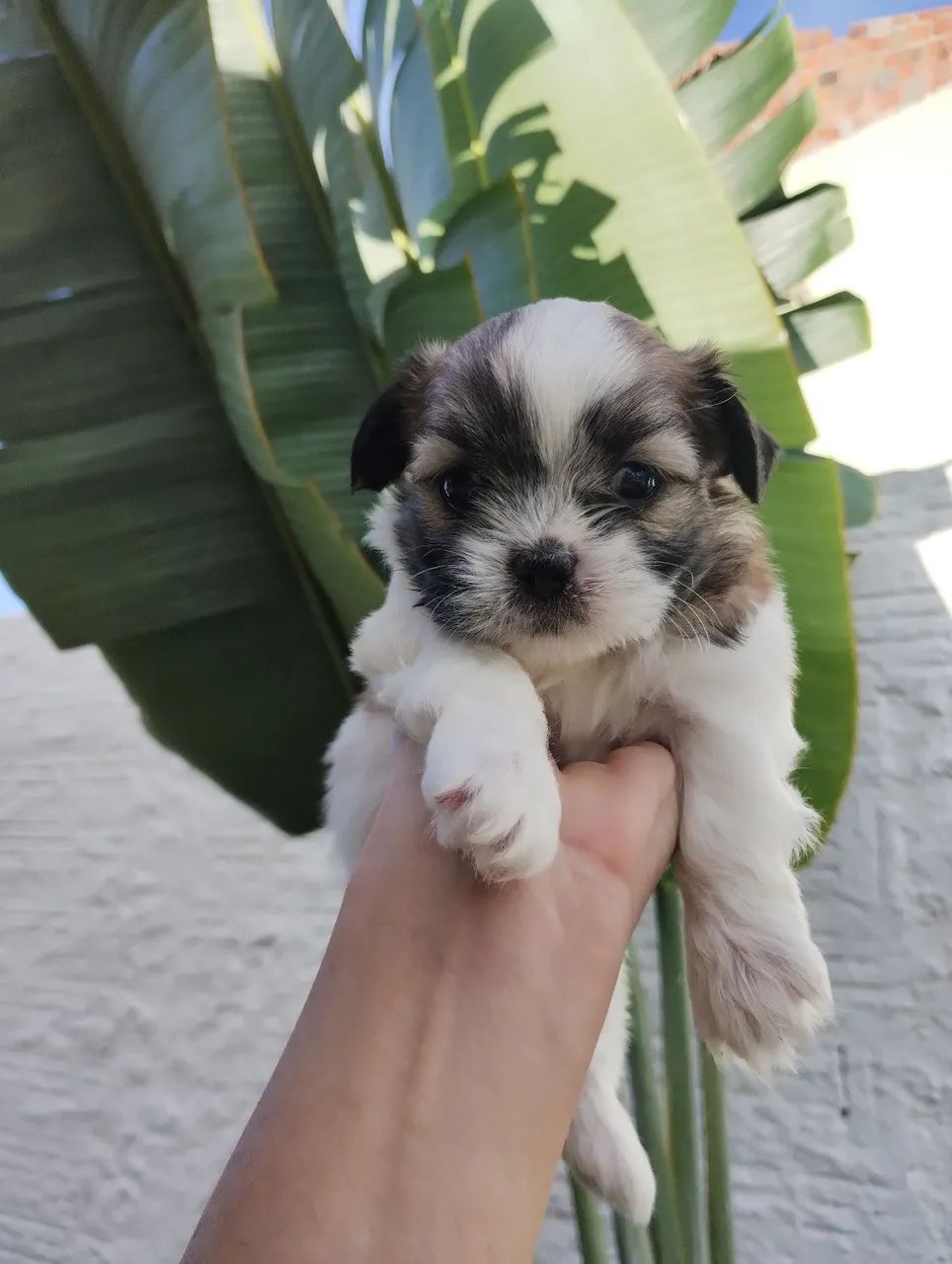 Lhasa Apso  - Foto 3