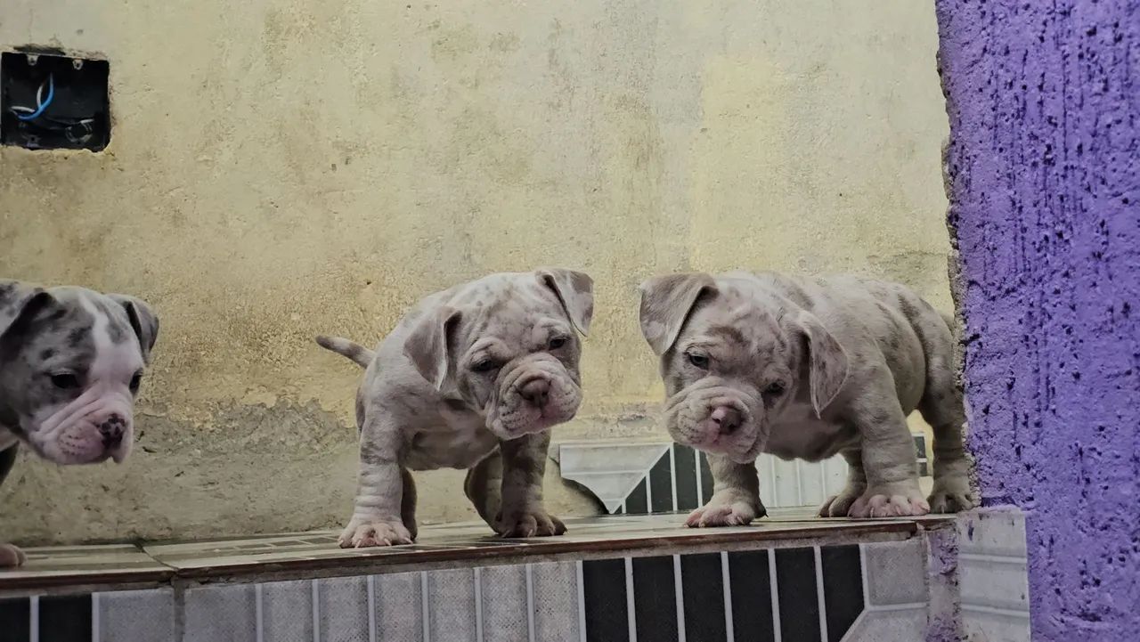 Filhotes de American bully micro  - Foto 4