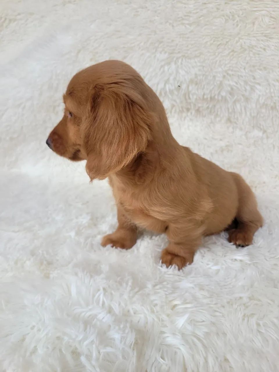 Dachshund macho pelo longo liso creme  - Foto 2
