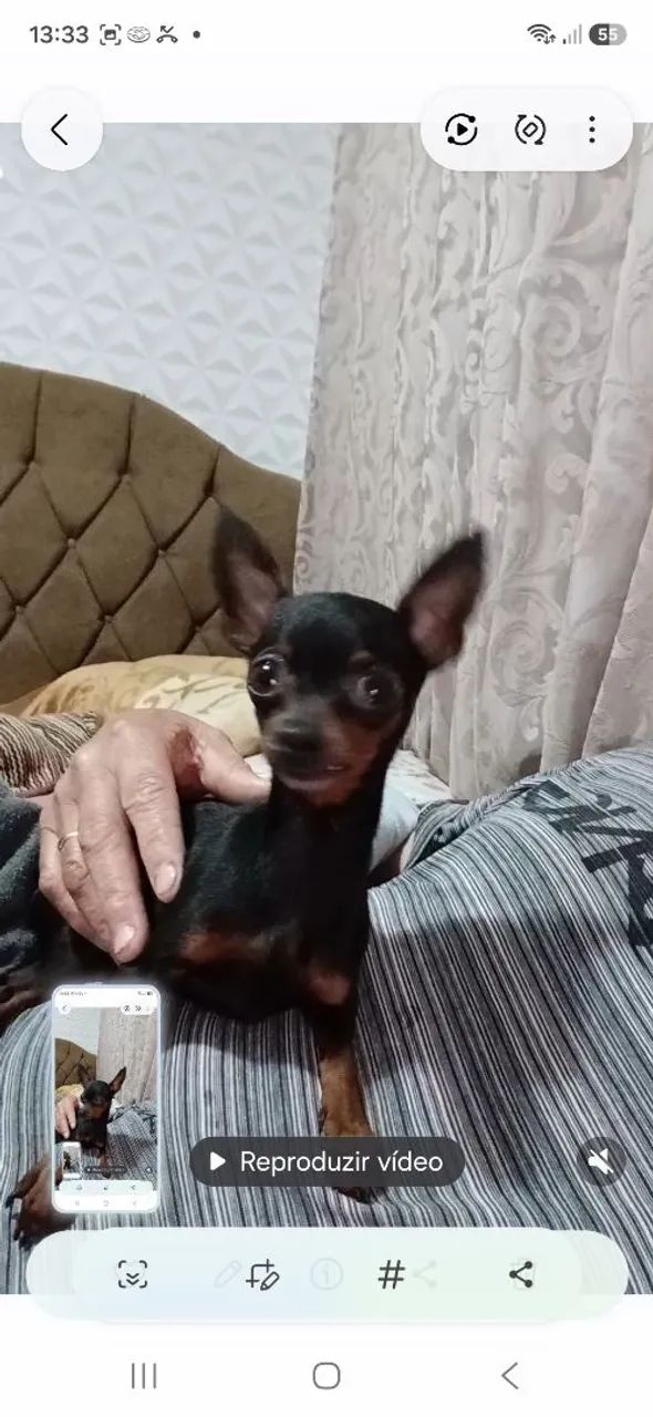 Animais d estimaçao - Foto 3