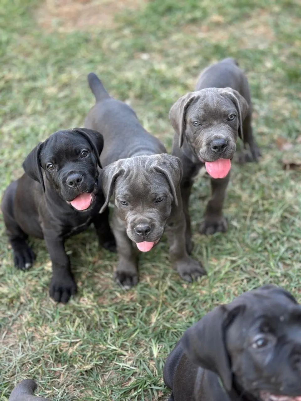 Filhotes de Cane Corso  - Foto 3