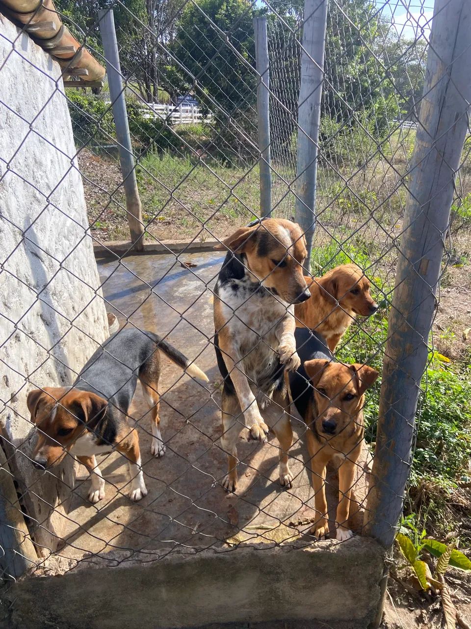 Doação responsável  - Foto 5