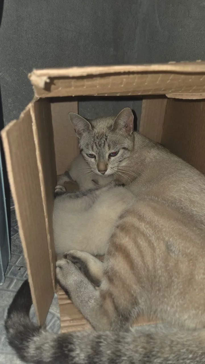 Gato - Foto 2