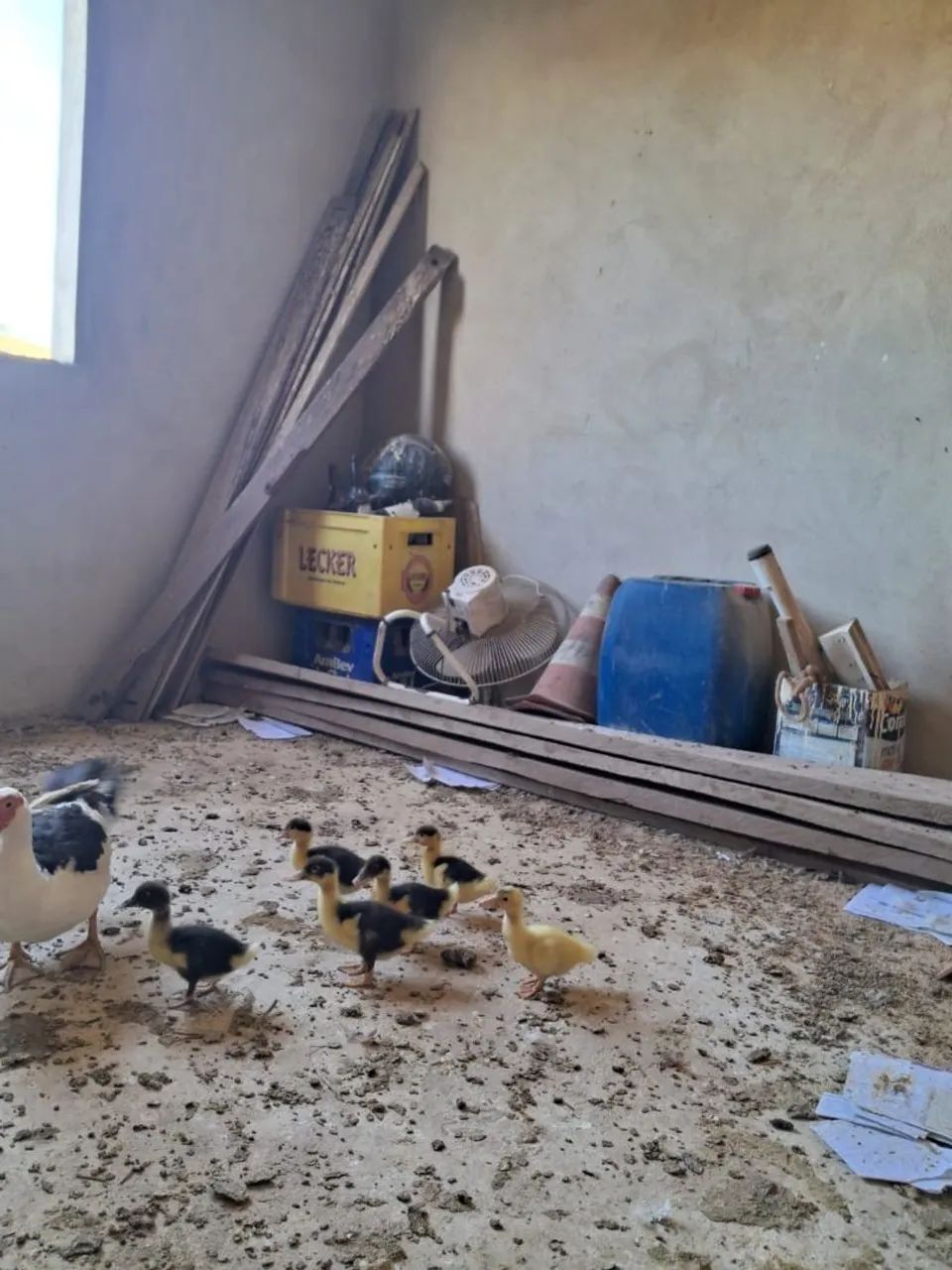 Patos - Foto 4