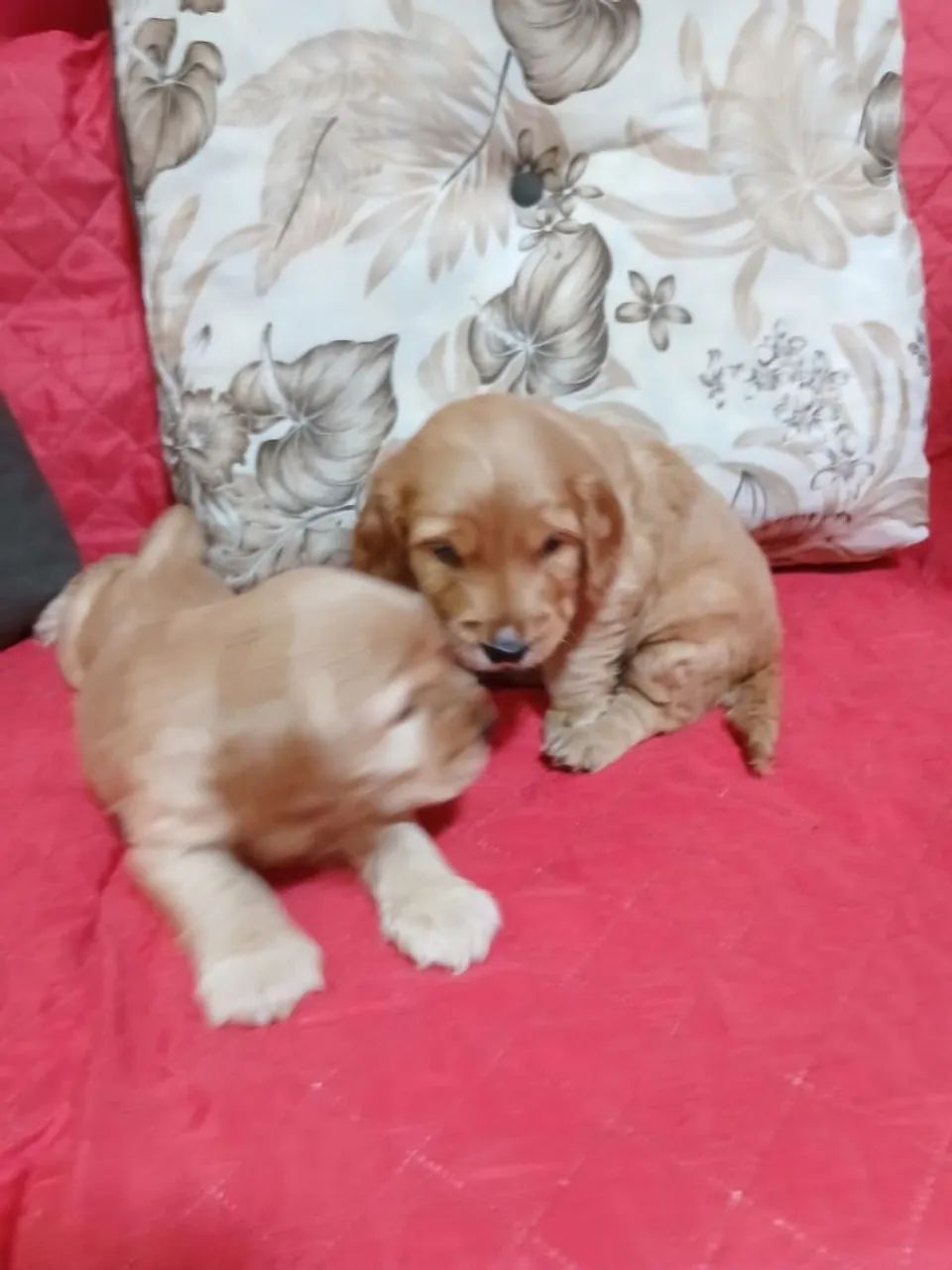 Cocker Spaniel Inglês - MACHOS  - Foto 4