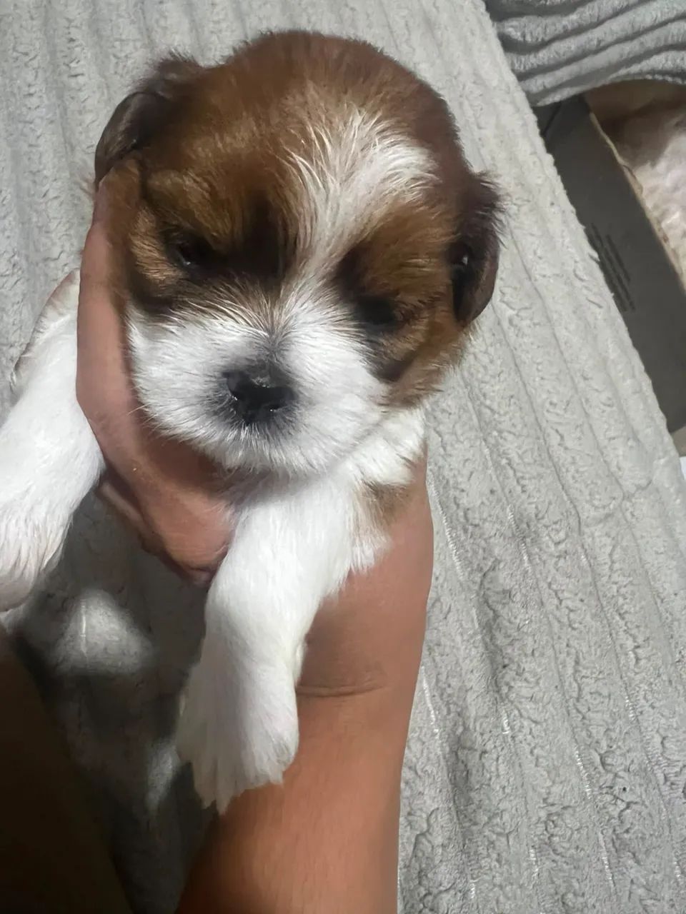 Lhasa apson  - Foto 4