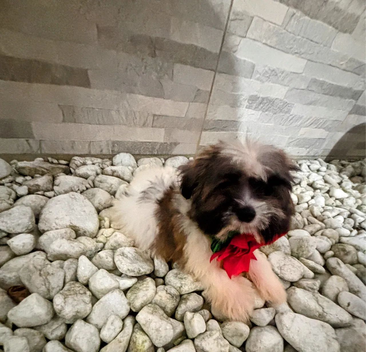 LINDOS FILHOTES DE LHASA APSO COM 2 DOSES DE VACINA IMPORTADA ( CADA) - Foto 5