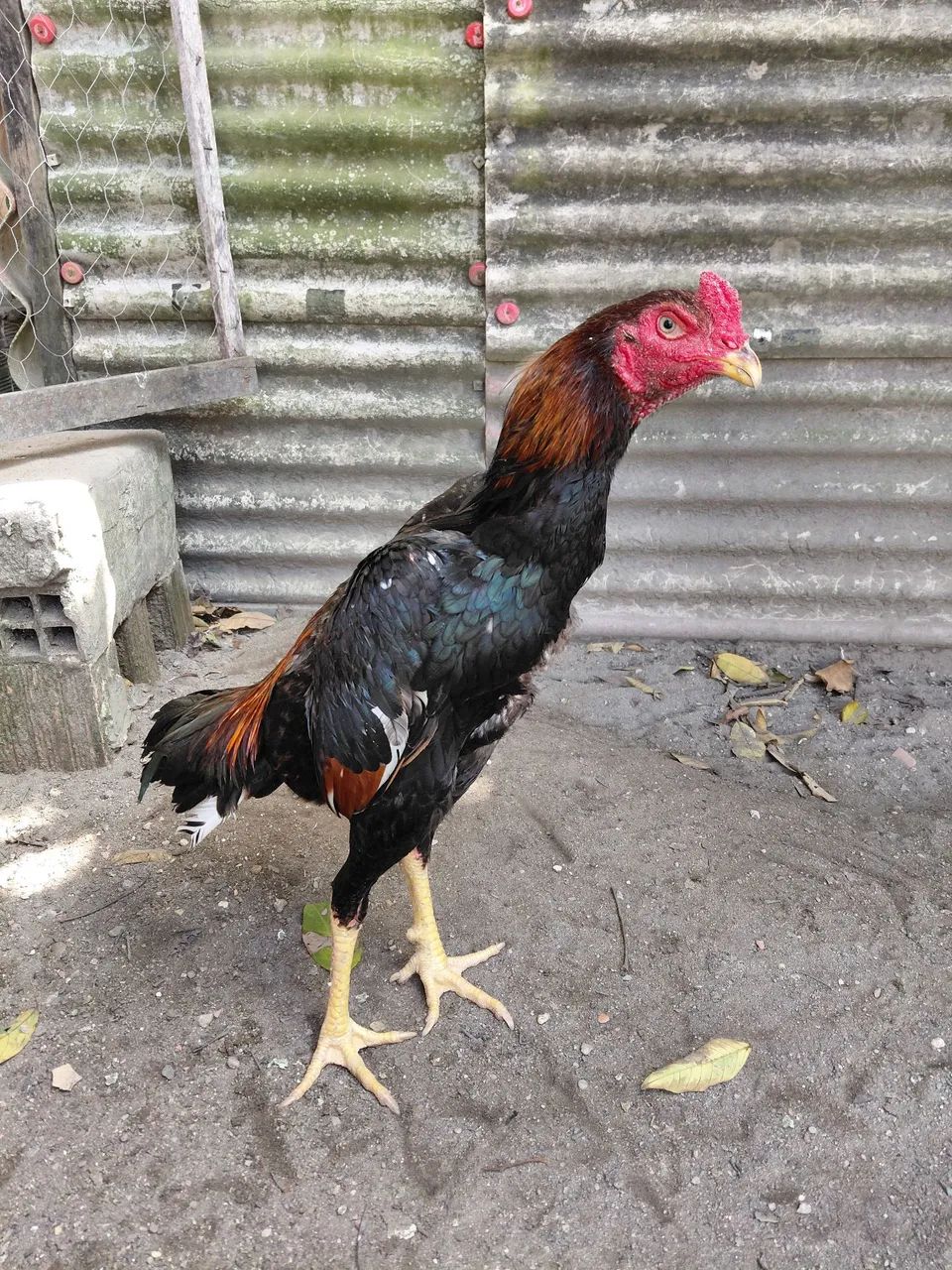 Frango shamo puro - Foto 3