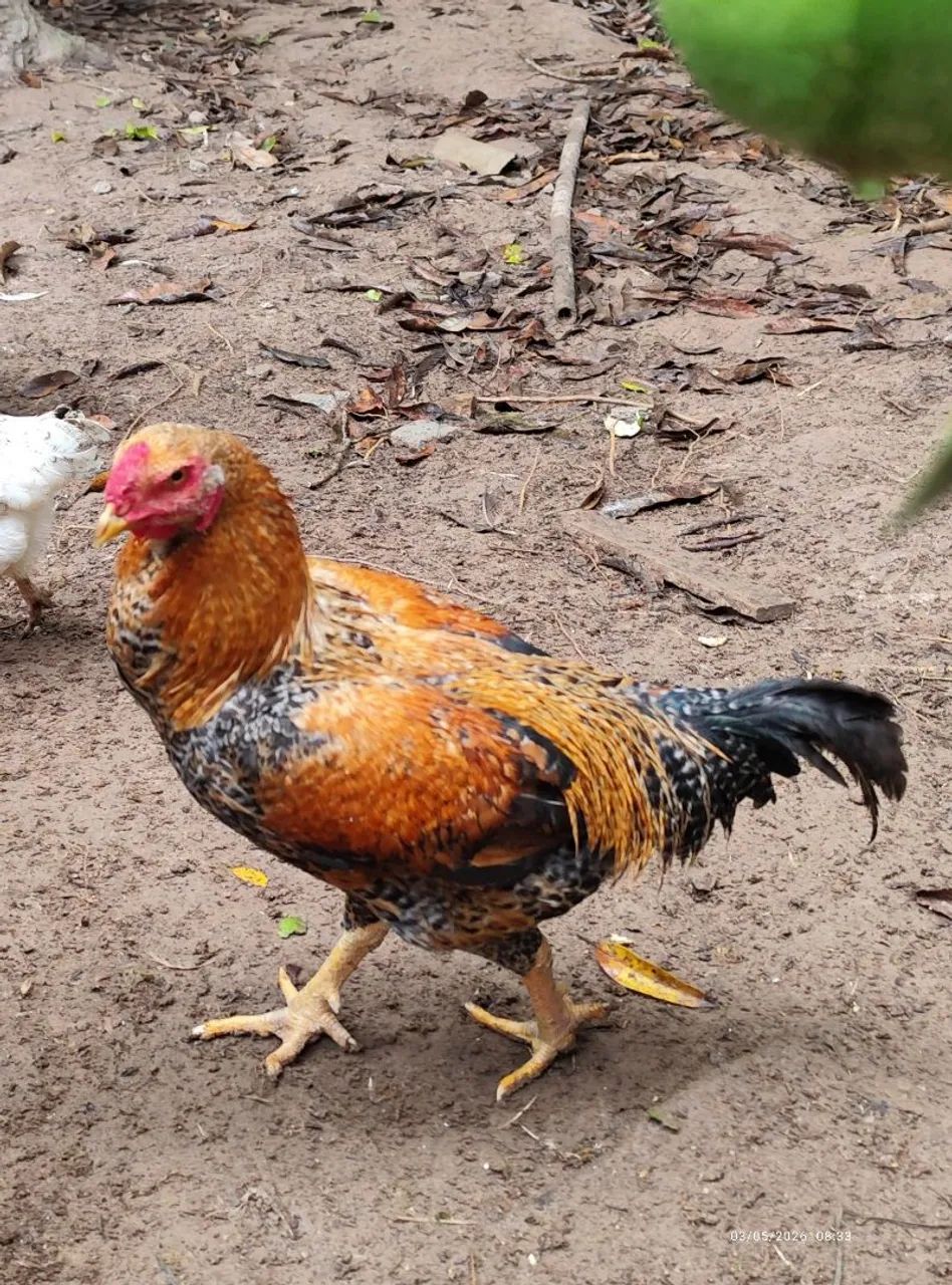 Galos caipira
