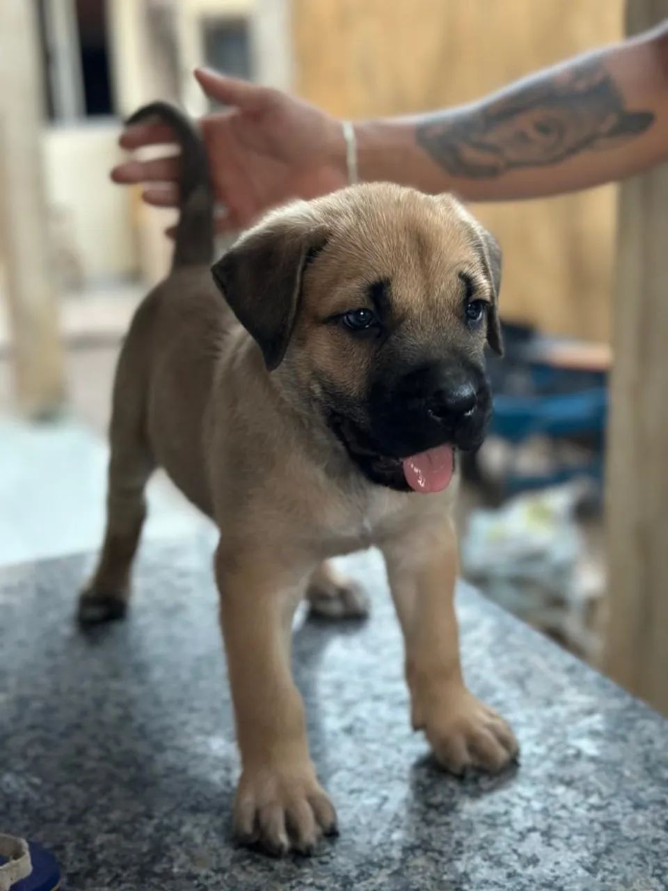 VENDE -SE FILHOTES CANE CORSO  - Foto 4