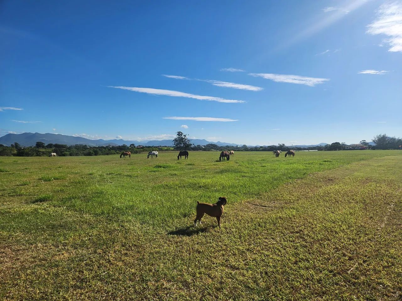 Venda Cavalos Paseio e cavalgada - Foto 4