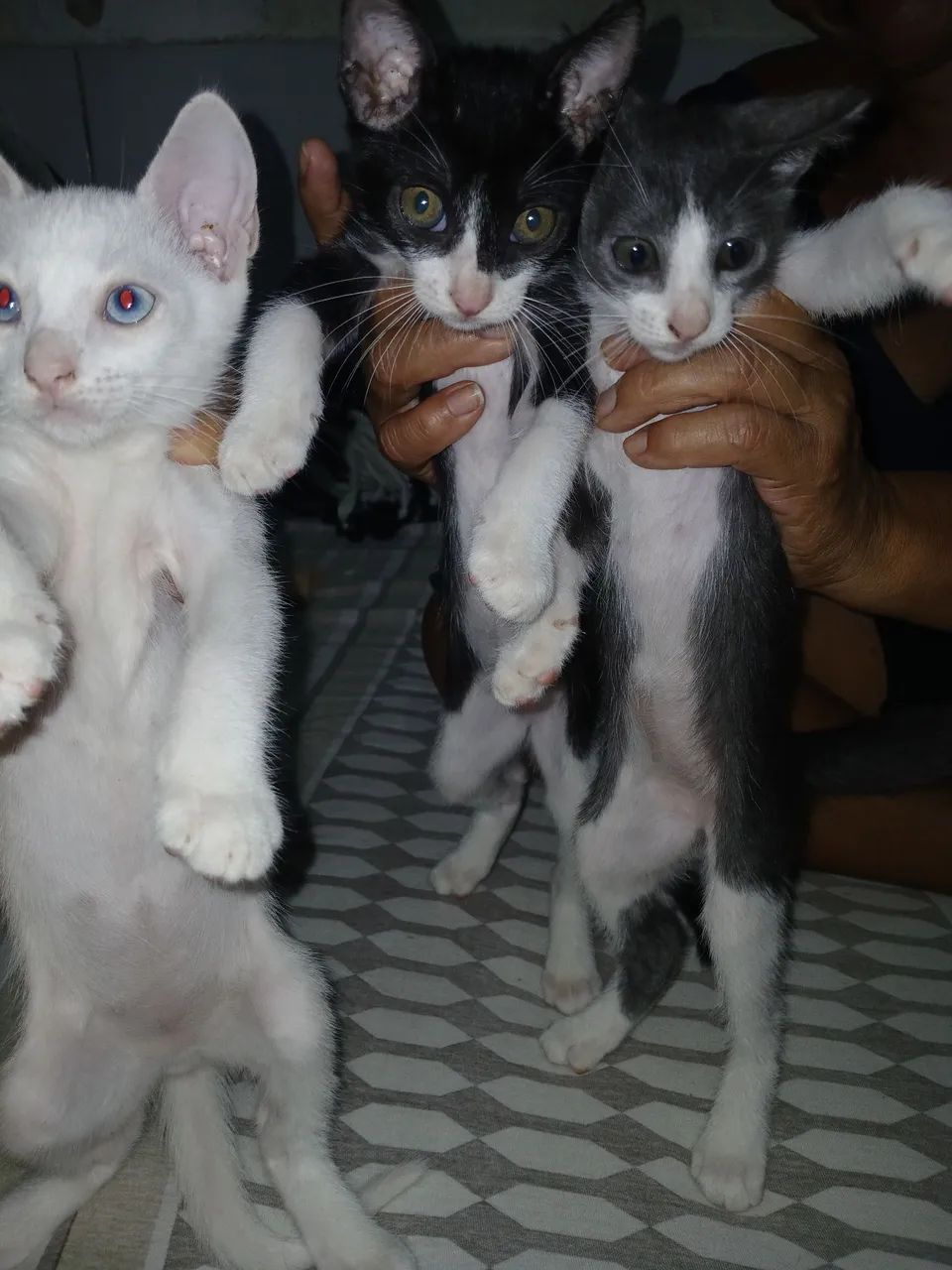 Doação gatos - Foto 3
