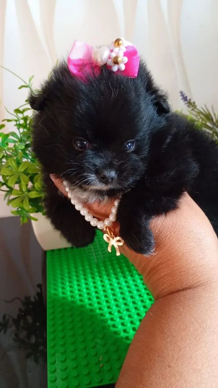 Fêmea e macho de spitz  - Foto 3