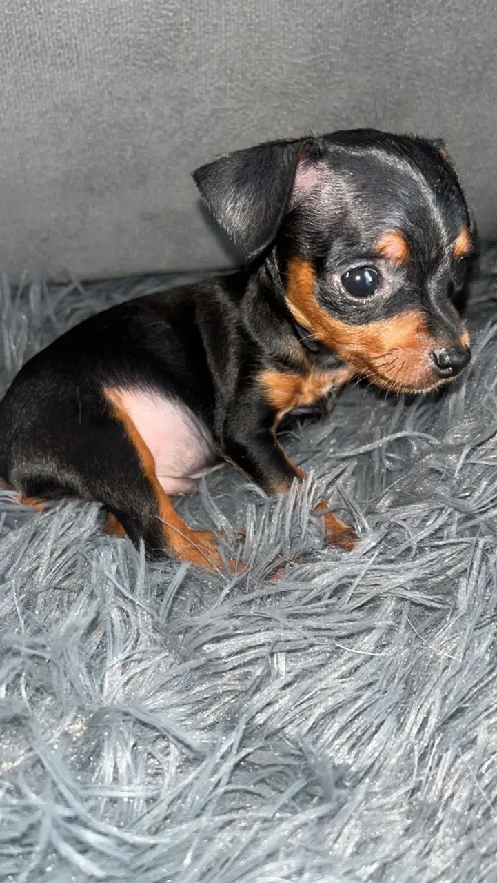 Pinscher 01  - Foto 2