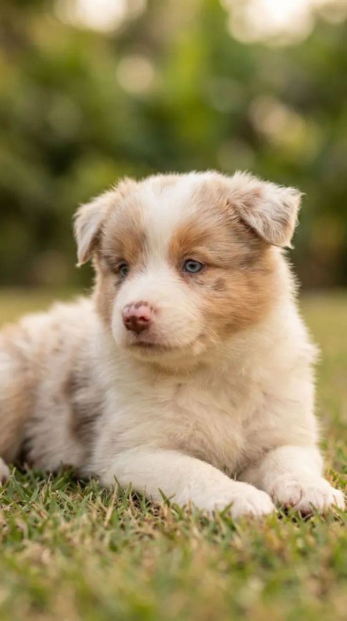 Filhote de Border Collie - Foto 2