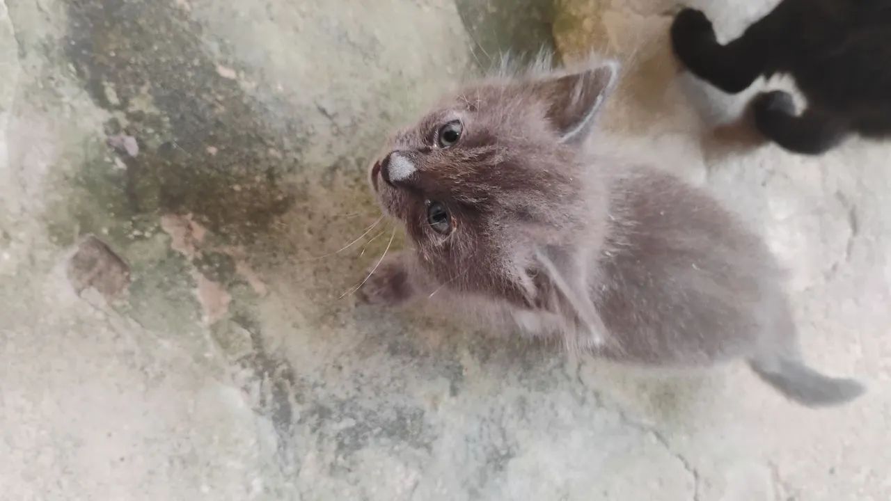 Gatos filhotes peludos para doação  - Foto 3