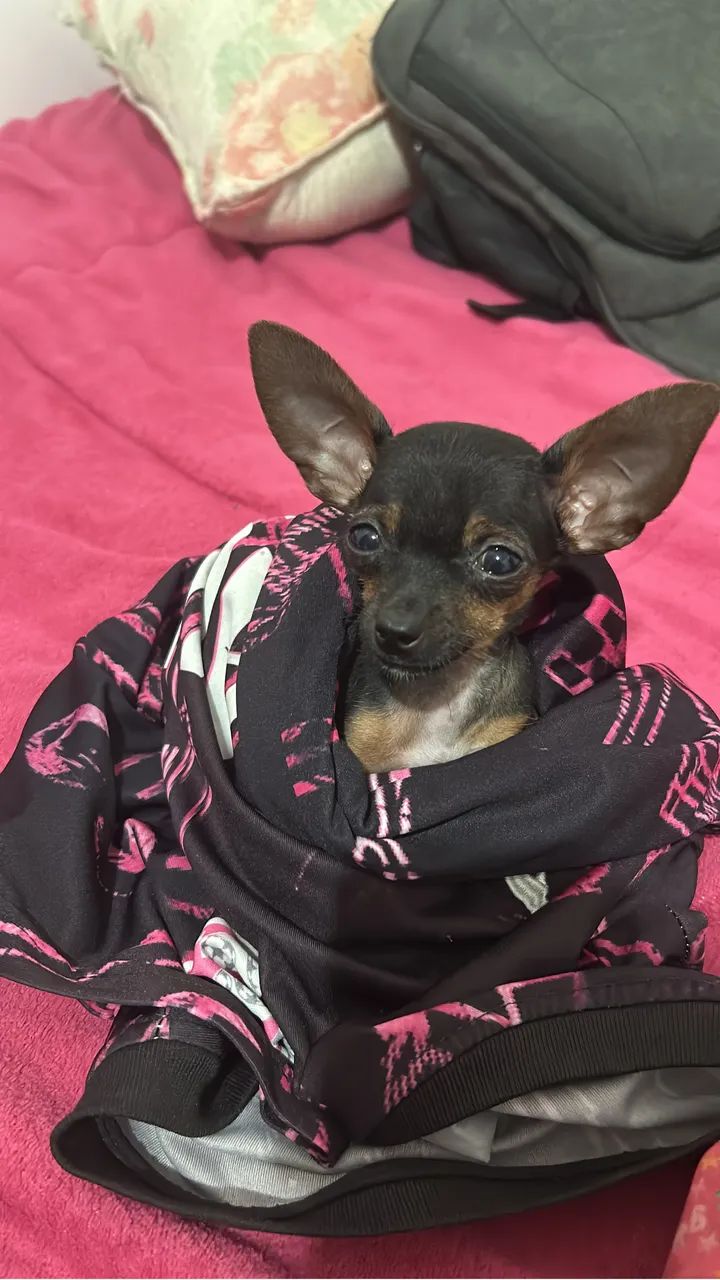 VENDO CASAL DE PINSCHER 1 - Foto 2