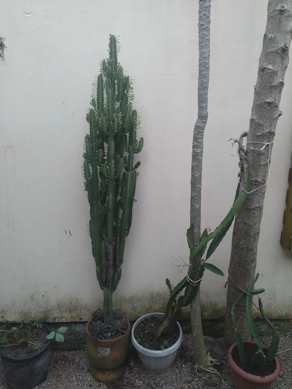 Cactos com vaso cerâmico - Foto 2
