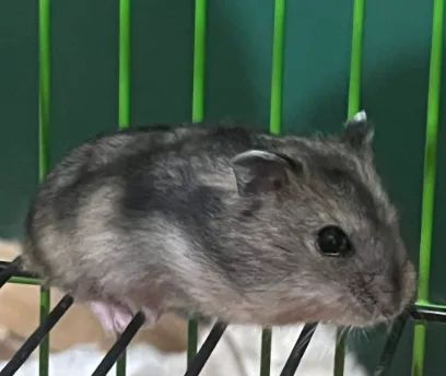 Hamster Anão Russo - Aprox. 50 dias - Muito dócil e saudável!