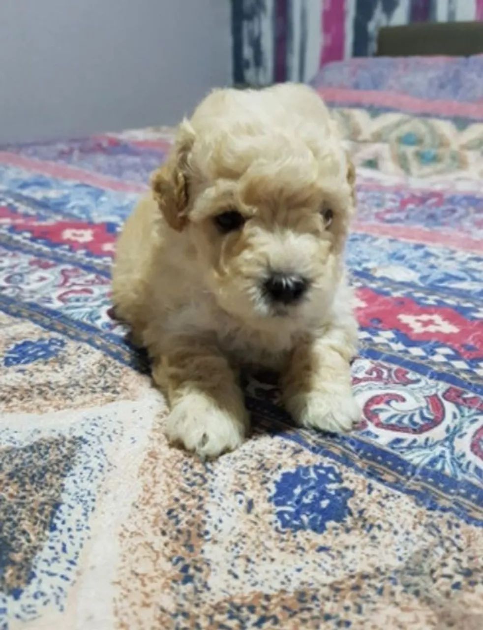 Poodle Micro Toy original  - Foto 2