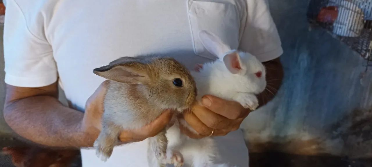 filhotes de coelhos  - Foto 2
