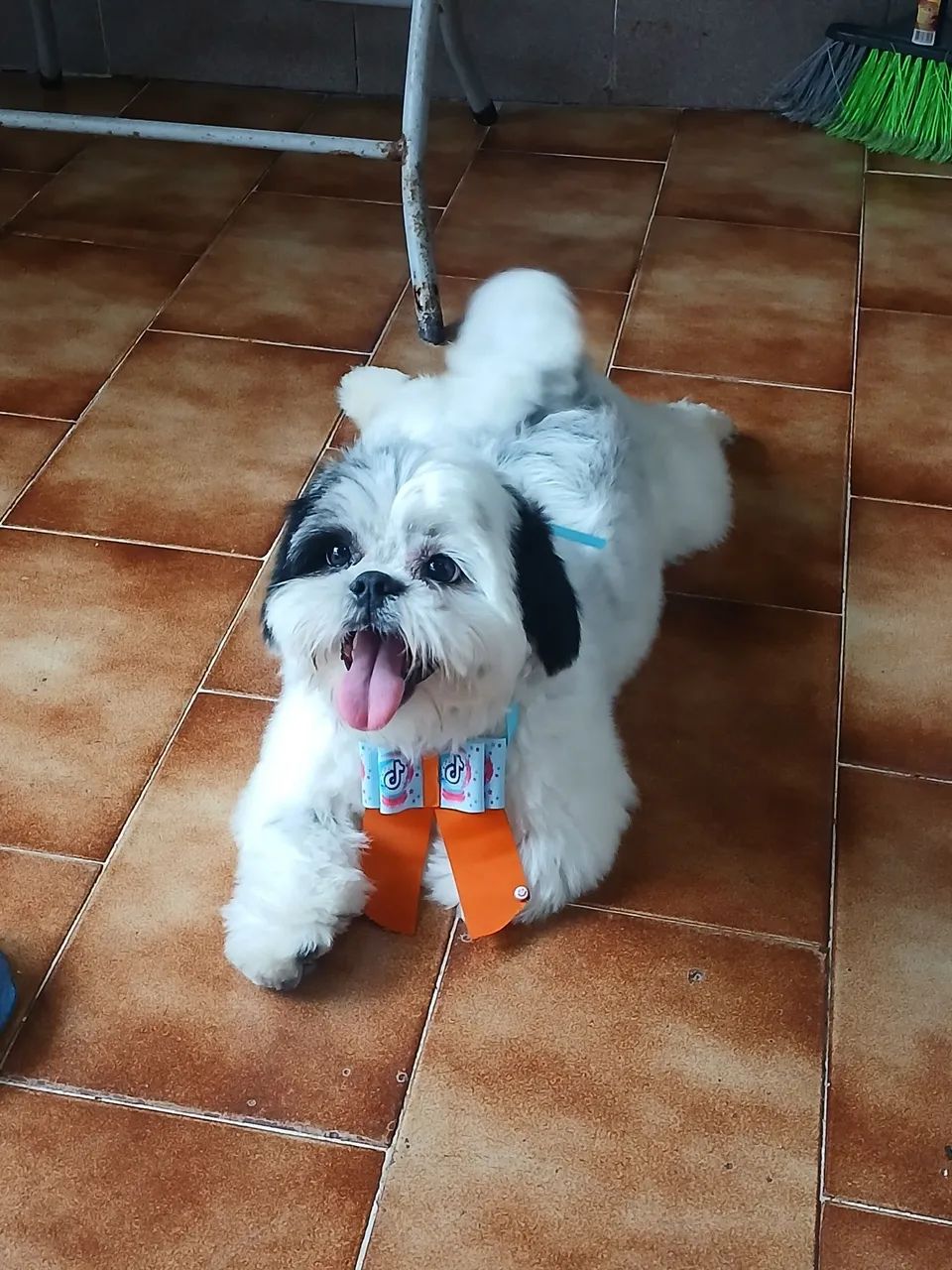 Cachorro 10 meses ,macho Shitzu preto e branco. 