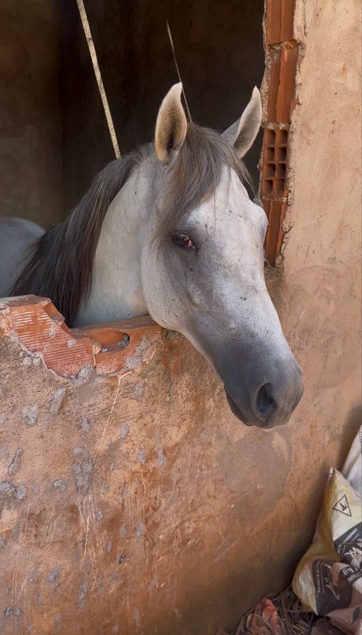 Cavalo Mangalarga a Venda!