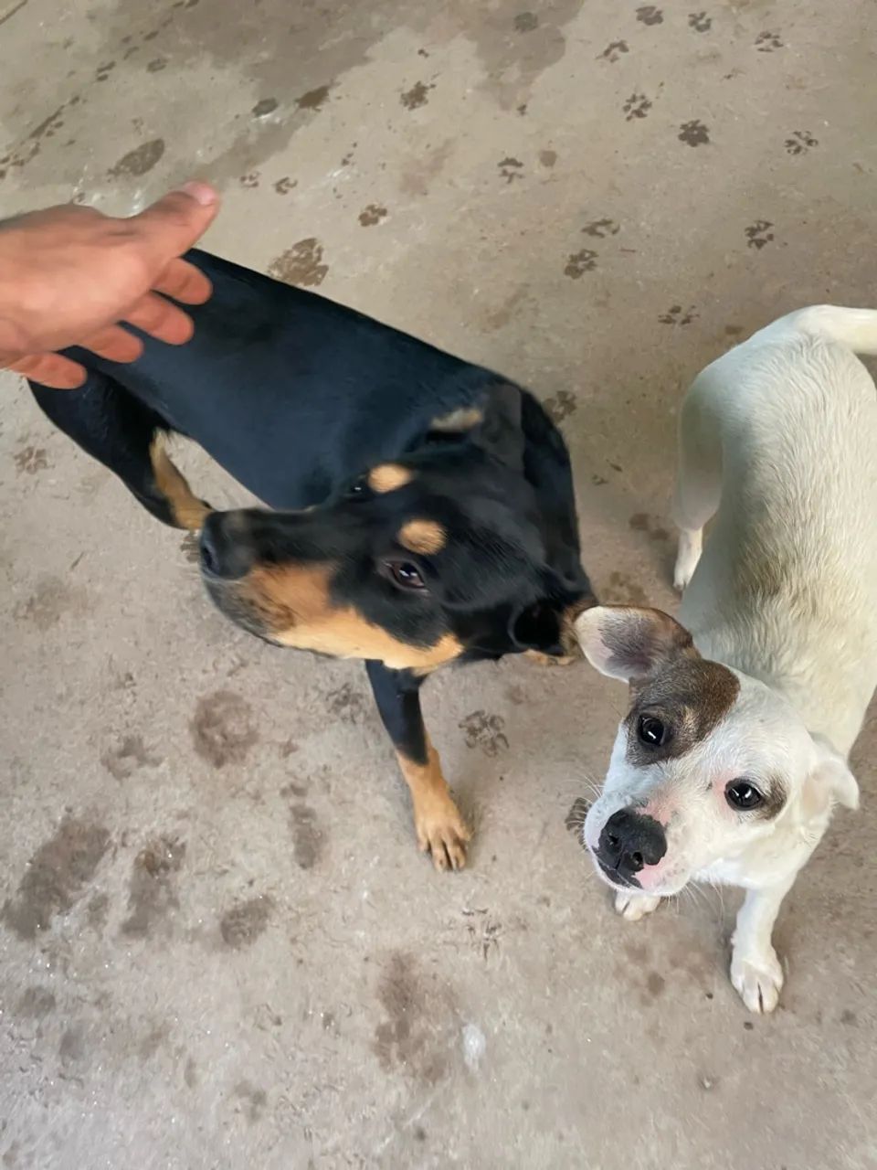 Doa-se cachorros !! - Foto 4