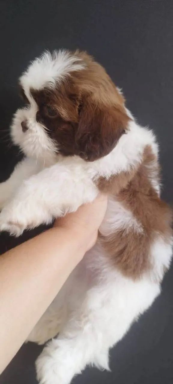 Filhote shih tzu, Seja recebido todos os dias com amor incondicional!