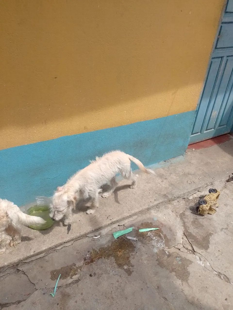 Pet para doação  - Foto 3