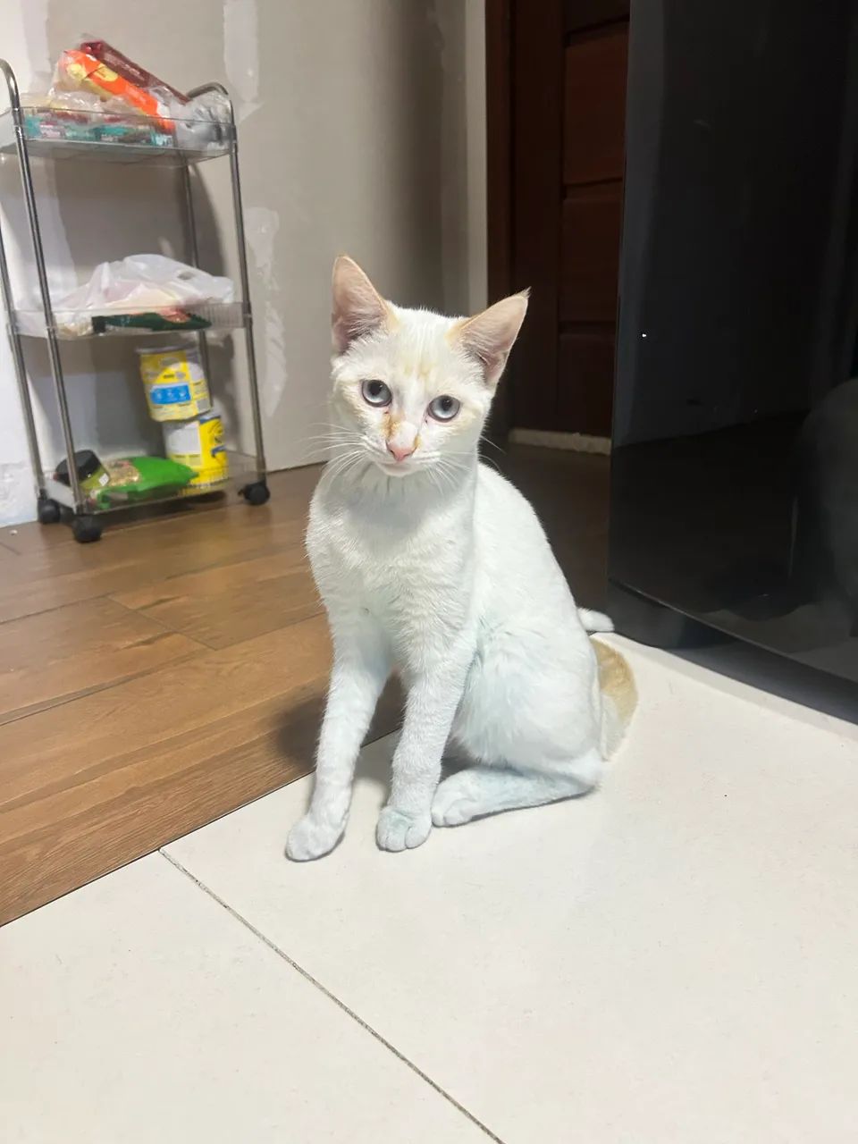 Gato para doação  - Foto 3