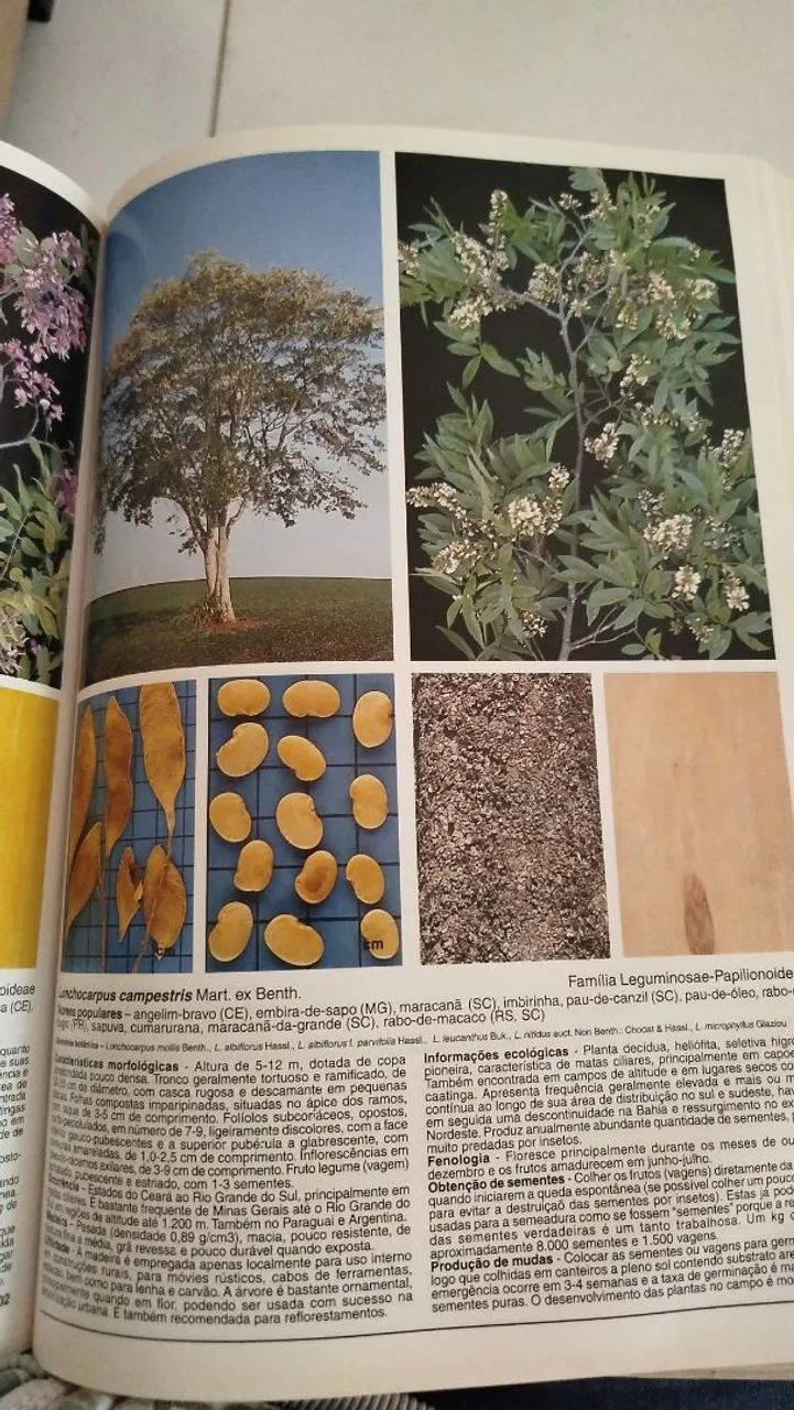 Livro  - Foto 4