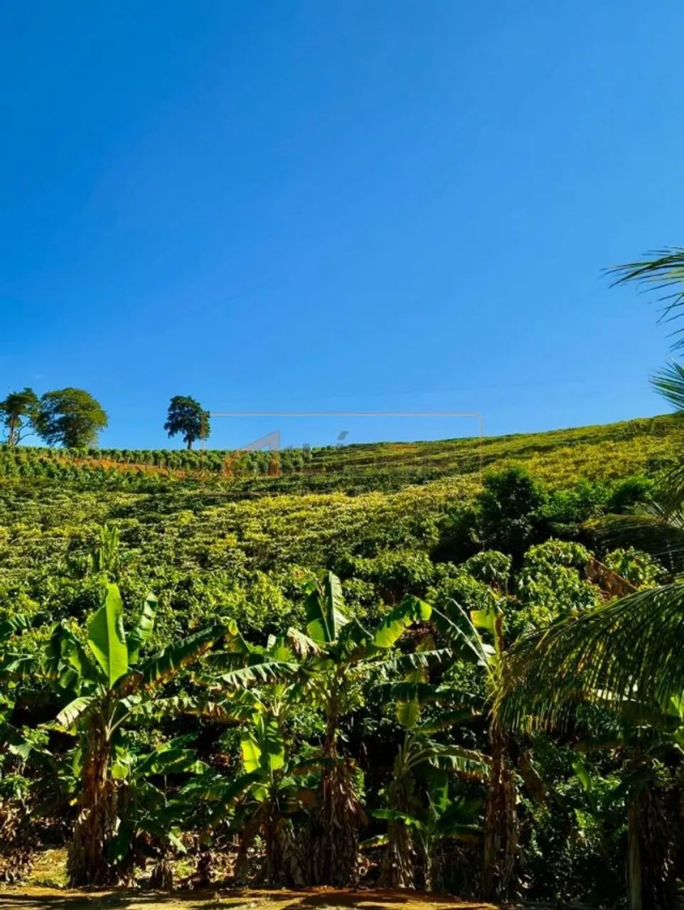 Vendo Terreno no Córrego Barbados - Foto 4