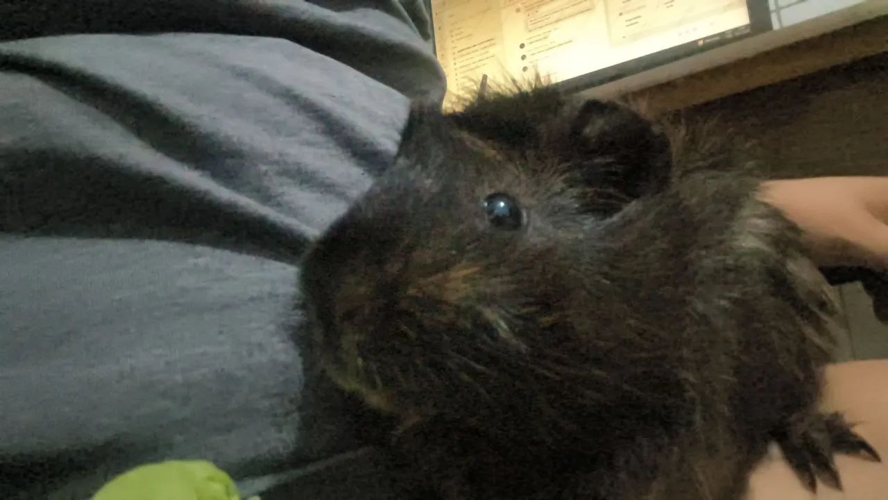 Porquinho da India - Foto 3