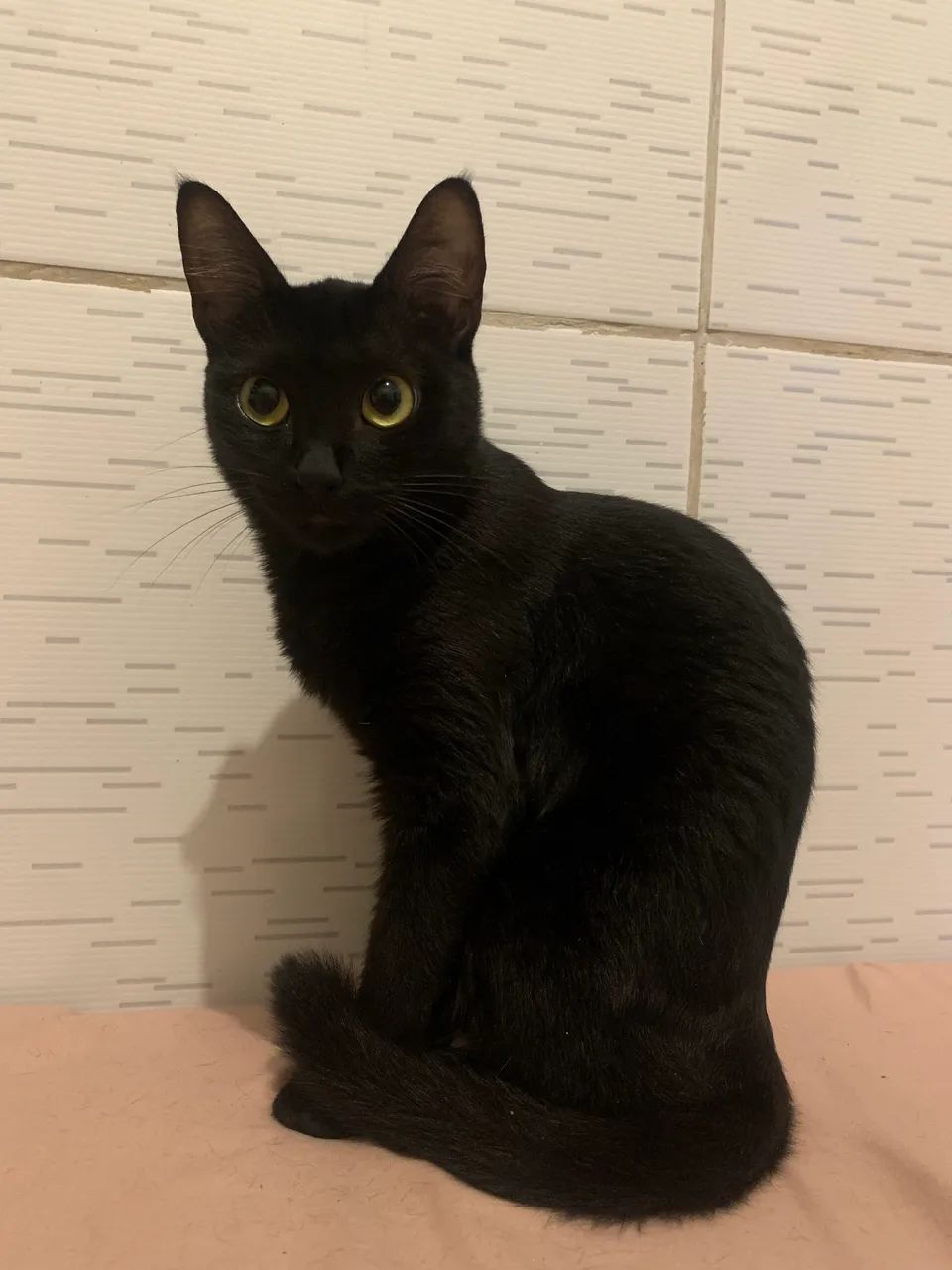 Doa-se gatinha  - Foto 5