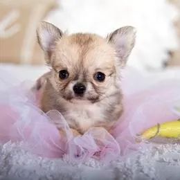 Chihuahua Filhote Top Padrão da Raça