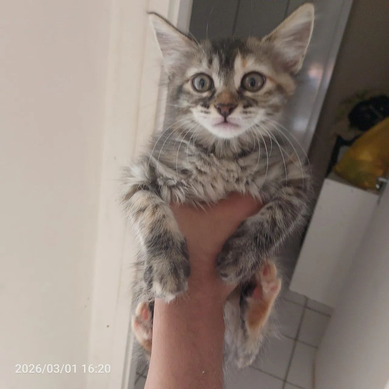 Doa se gatos - Foto 3