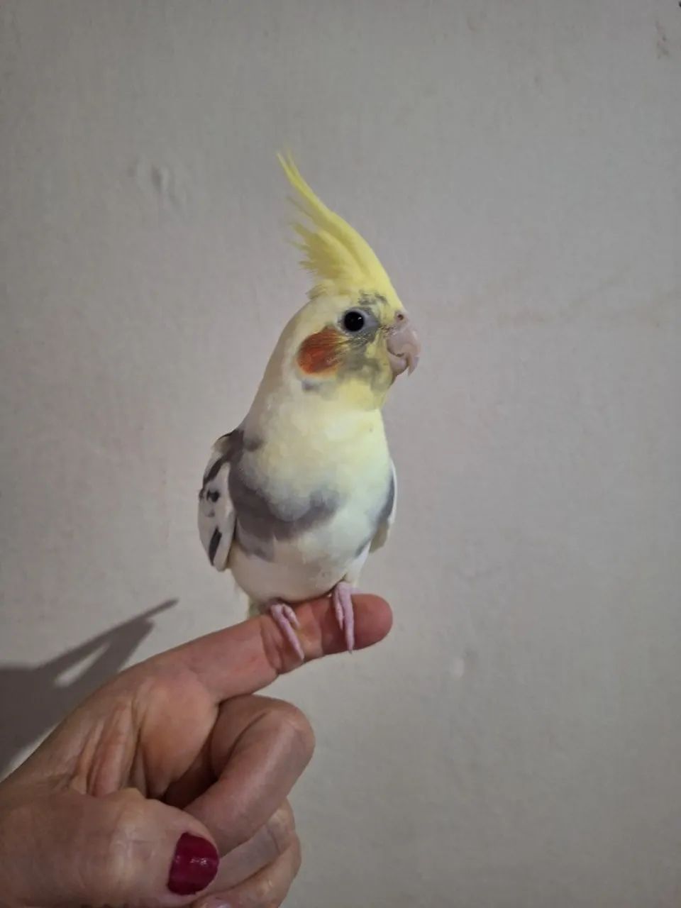 Viveiros  - Foto 3