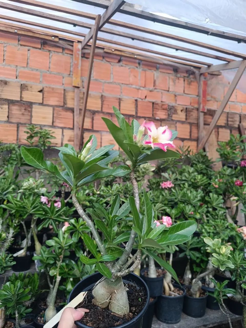 Rosa do deserto  - Foto 2