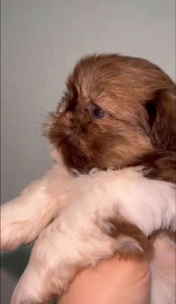 Shih tzu - Foto 4
