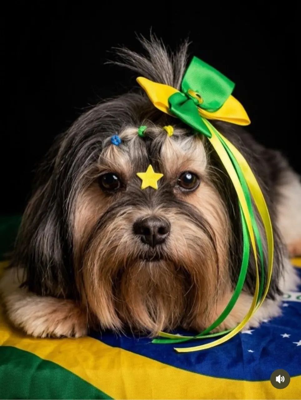 Cachorro - Foto 2