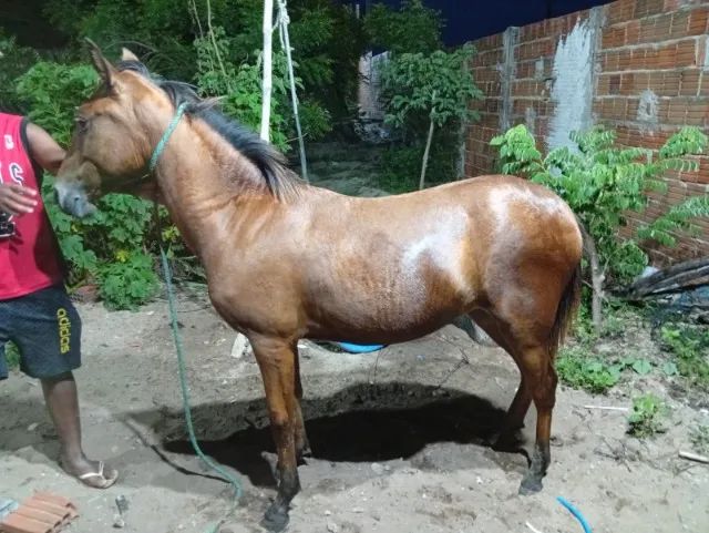 Potra
