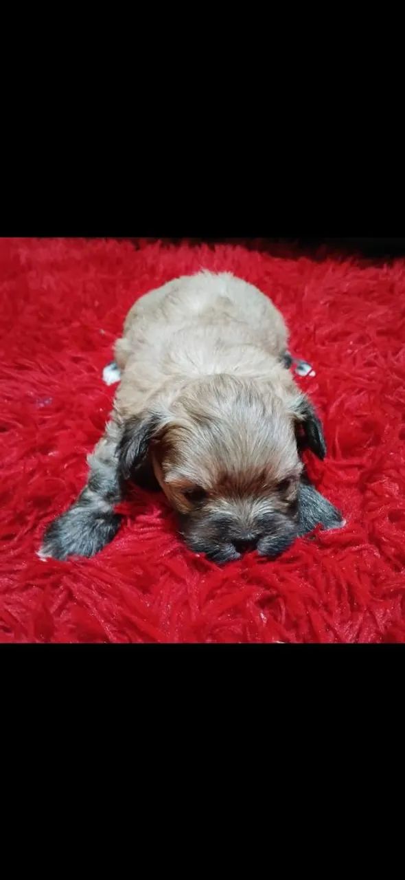 Ilhasa apso 