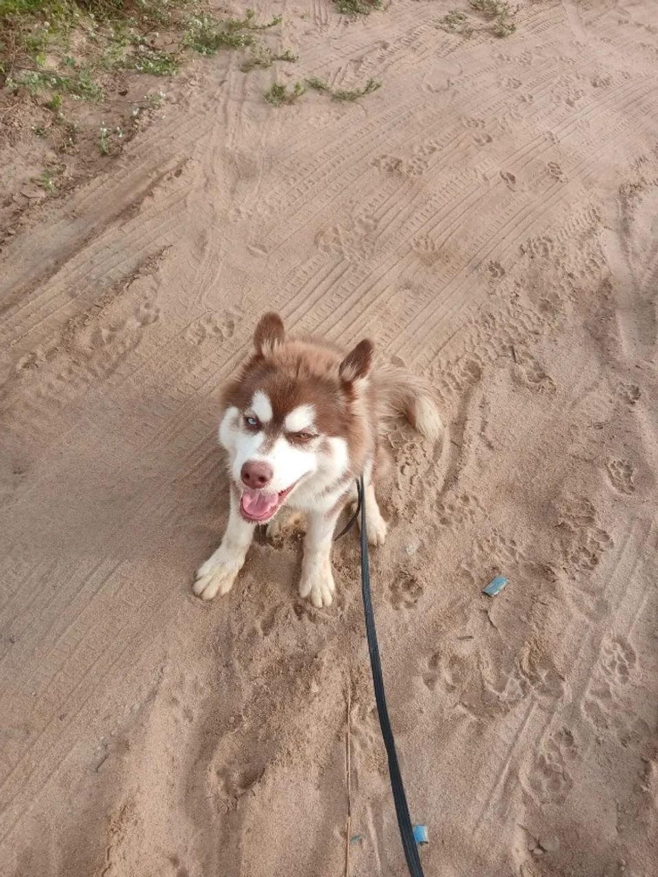 Husky siberiano puro - Foto 2